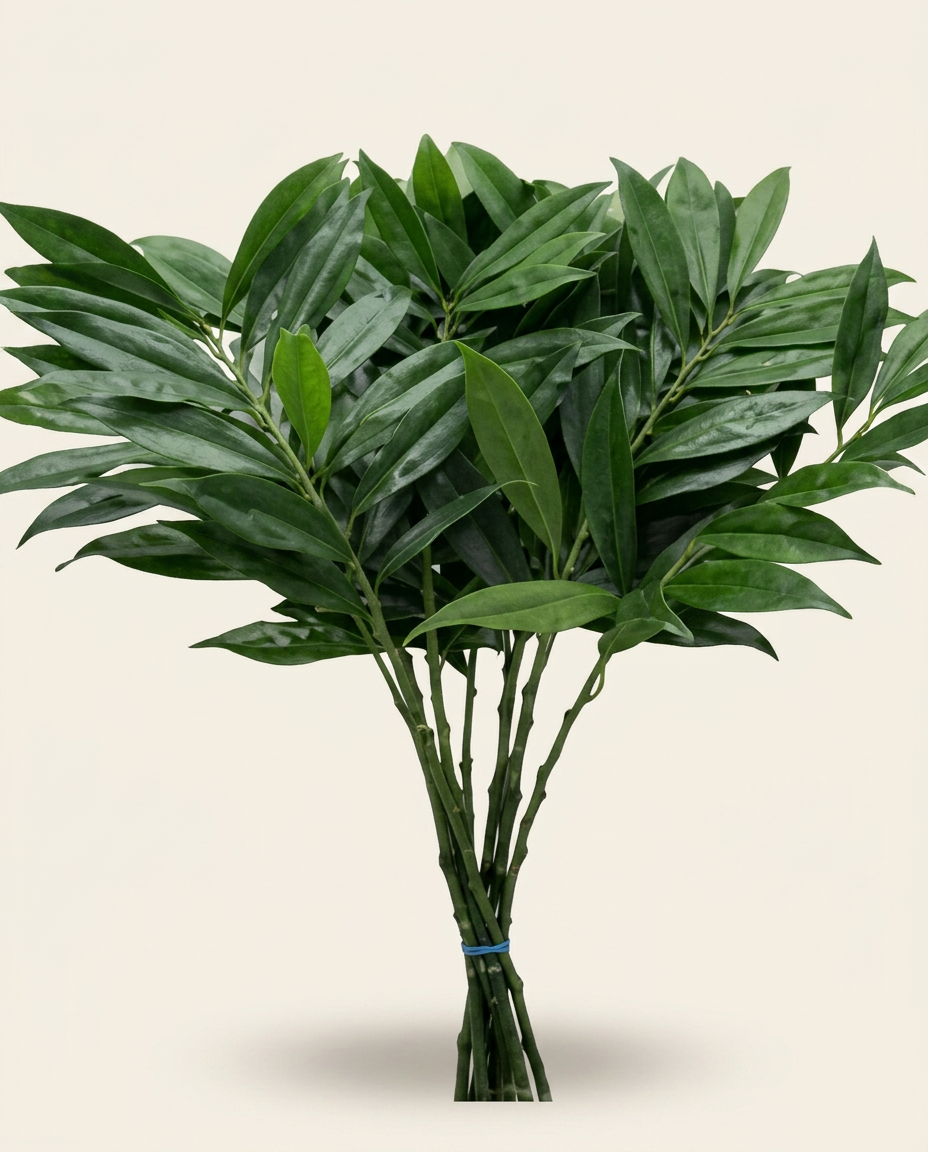 Cocculus foliage (Cocculus laurifolius)