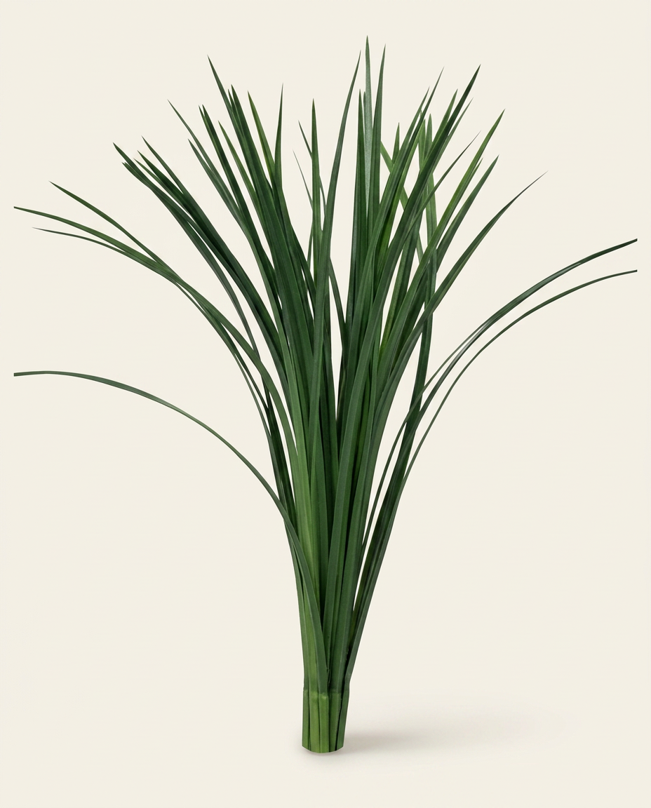 Liriope foliage (Liriope muscari)