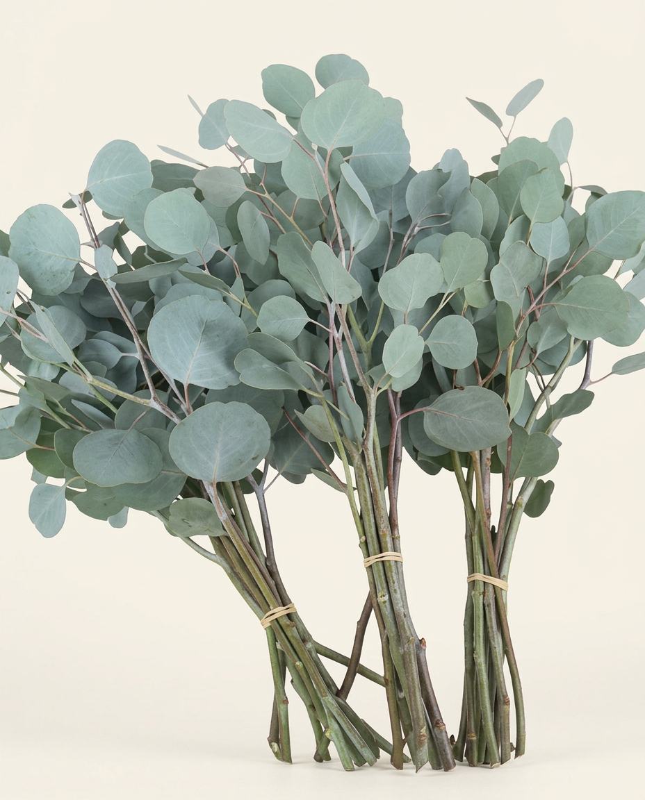 Sylver Dollar foliage (Eucalyptus polyanthemos)